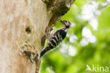 Kleine Bonte Specht (Picoides minor)