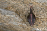 Kleine hoefijzerneus (Rhinolophus hipposideros) 