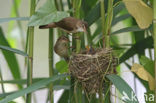 Kleine Karekiet (Acrocephalus scirpaceus)