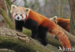 Kleine panda (Ailurus fulgens) 