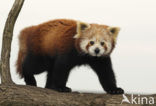 Kleine panda (Ailurus fulgens) 