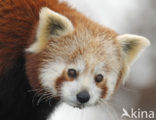 Kleine panda (Ailurus fulgens) 