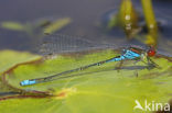 Kleine Roodoogjuffer (Erythromma viridulum)