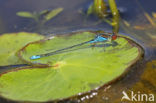 Kleine Roodoogjuffer (Erythromma viridulum)