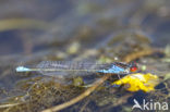 Kleine Roodoogjuffer (Erythromma viridulum)