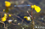 Kleine Roodoogjuffer (Erythromma viridulum)