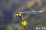 Kleine Roodoogjuffer (Erythromma viridulum)