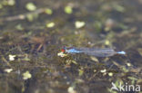 Kleine Roodoogjuffer (Erythromma viridulum)