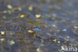 Small Red-eyed damselfly (Erythromma viridulum)