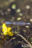 Small Red-eyed damselfly (Erythromma viridulum)