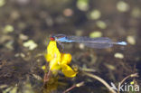 Small Red-eyed damselfly (Erythromma viridulum)