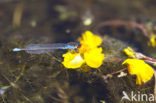 Small Red-eyed damselfly (Erythromma viridulum)