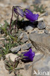 Klokje (Campanula alpestris)