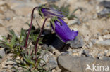 Klokje (Campanula alpestris)