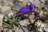 Klokje (Campanula alpestris)