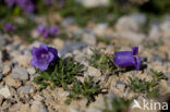 Klokje (Campanula alpestris)