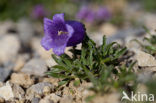 Klokje (Campanula alpestris)