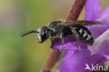 Klokjesgroefbij (Lasioglossum costulatum)