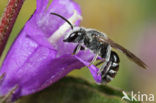 Klokjesgroefbij (Lasioglossum costulatum)