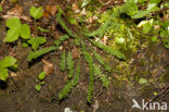 Dropwort (Filipendula vulgaris)
