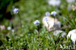 Kogelbloem (Globularia bisnagarica)