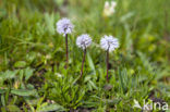 Kogelbloem (Globularia bisnagarica)