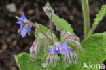Borage (Borago officinalis)