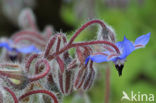 Borage (Borago officinalis)