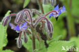 Borage (Borago officinalis)