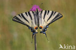 Koningspage (Iphiclides podalirius)