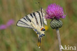 Koningspage (Iphiclides podalirius)