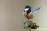 Koolmees (Parus major)