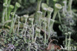Kopjes-bekermos (Cladonia fimbriata)