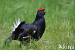 Black Grouse (Tetrao tetrix)