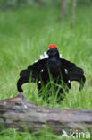 Black Grouse (Tetrao tetrix)