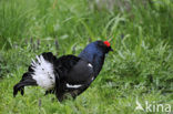 Black Grouse (Tetrao tetrix)