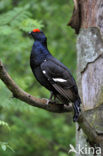 Black Grouse (Tetrao tetrix)