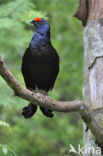 Black Grouse (Tetrao tetrix)