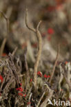 Antlered powderhorn (Cladonia subulata)