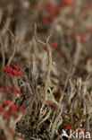 Kronkelheidestaartje (Cladonia subulata)