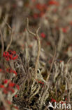Antlered powderhorn (Cladonia subulata)