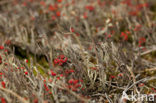 Kronkelheidestaartje (Cladonia subulata)
