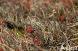 Antlered powderhorn (Cladonia subulata)