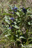 Kruisbladgentiaan (Gentiana cruciata) 