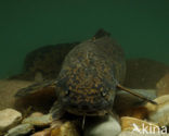 Burbot (Lota lota)