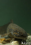 Burbot (Lota lota)