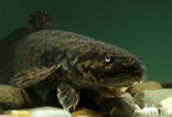 Burbot (Lota lota)