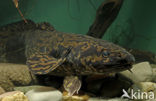 Burbot (Lota lota)