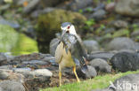 Kwak (Nycticorax nycticorax) 