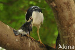 Kwak (Nycticorax nycticorax) 